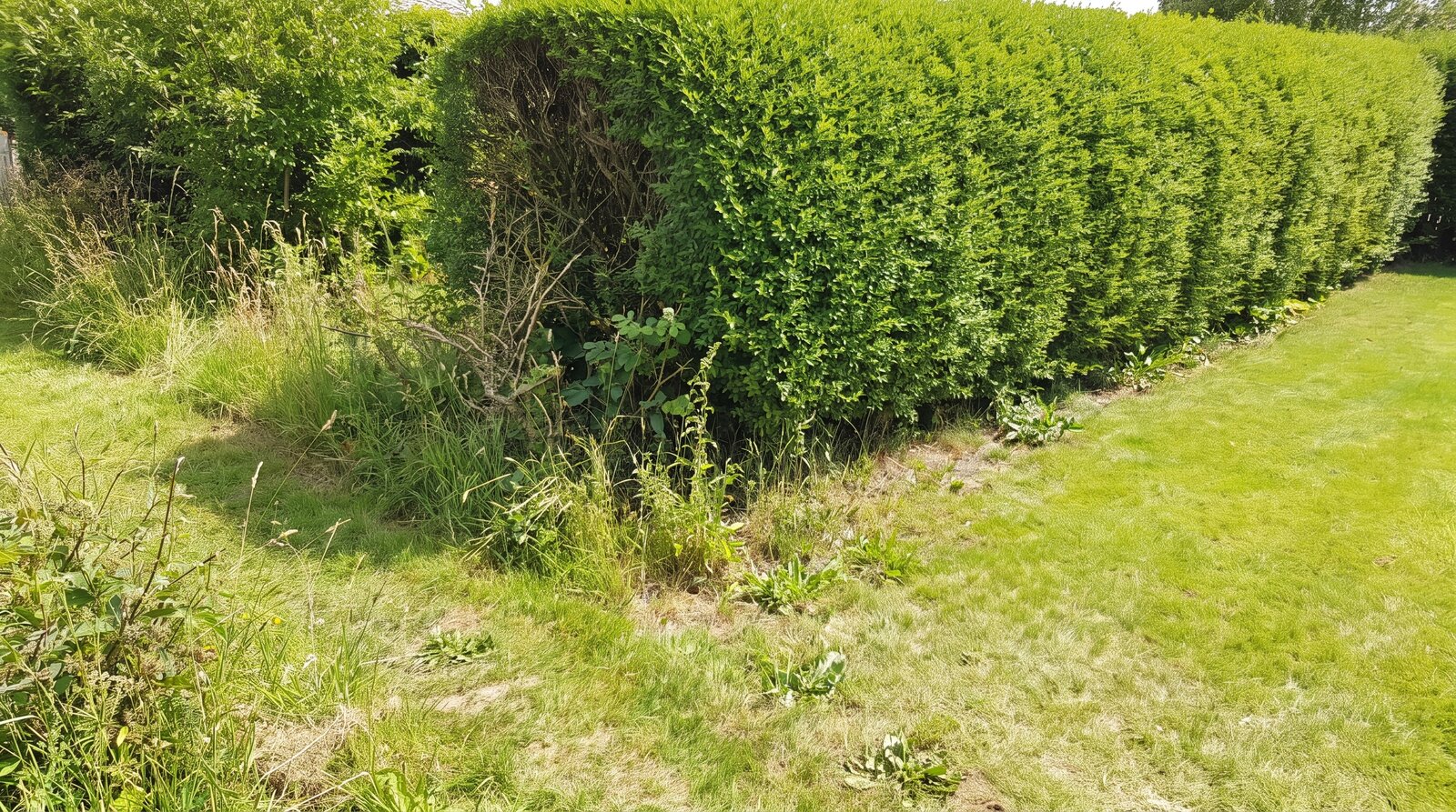 Gartenzaun vorher